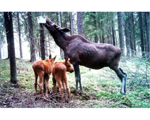 Фотопастка Suntek HC 300А з нічним зйомкою та датчиком руху