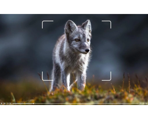 Фотоловушка Suntek HC 950A 50MP 4K з двома лінзами – потужна камера з високою роздільною здатністю для ефективного спостереження.